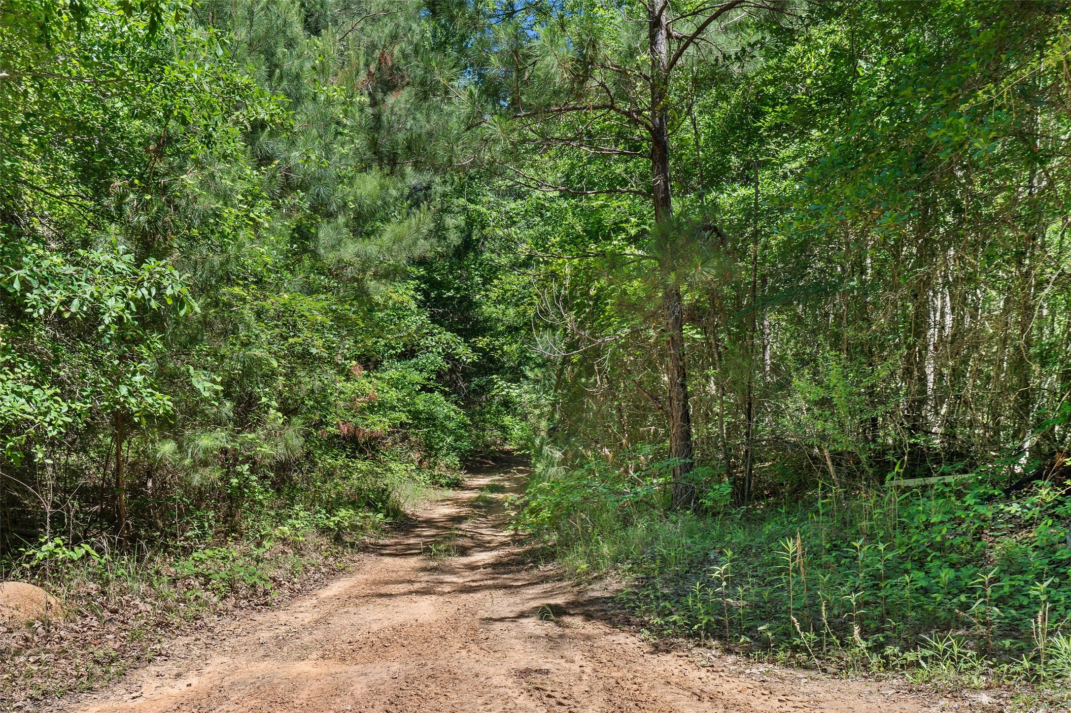 Tbd County Road 3361 De Berry TX 75639