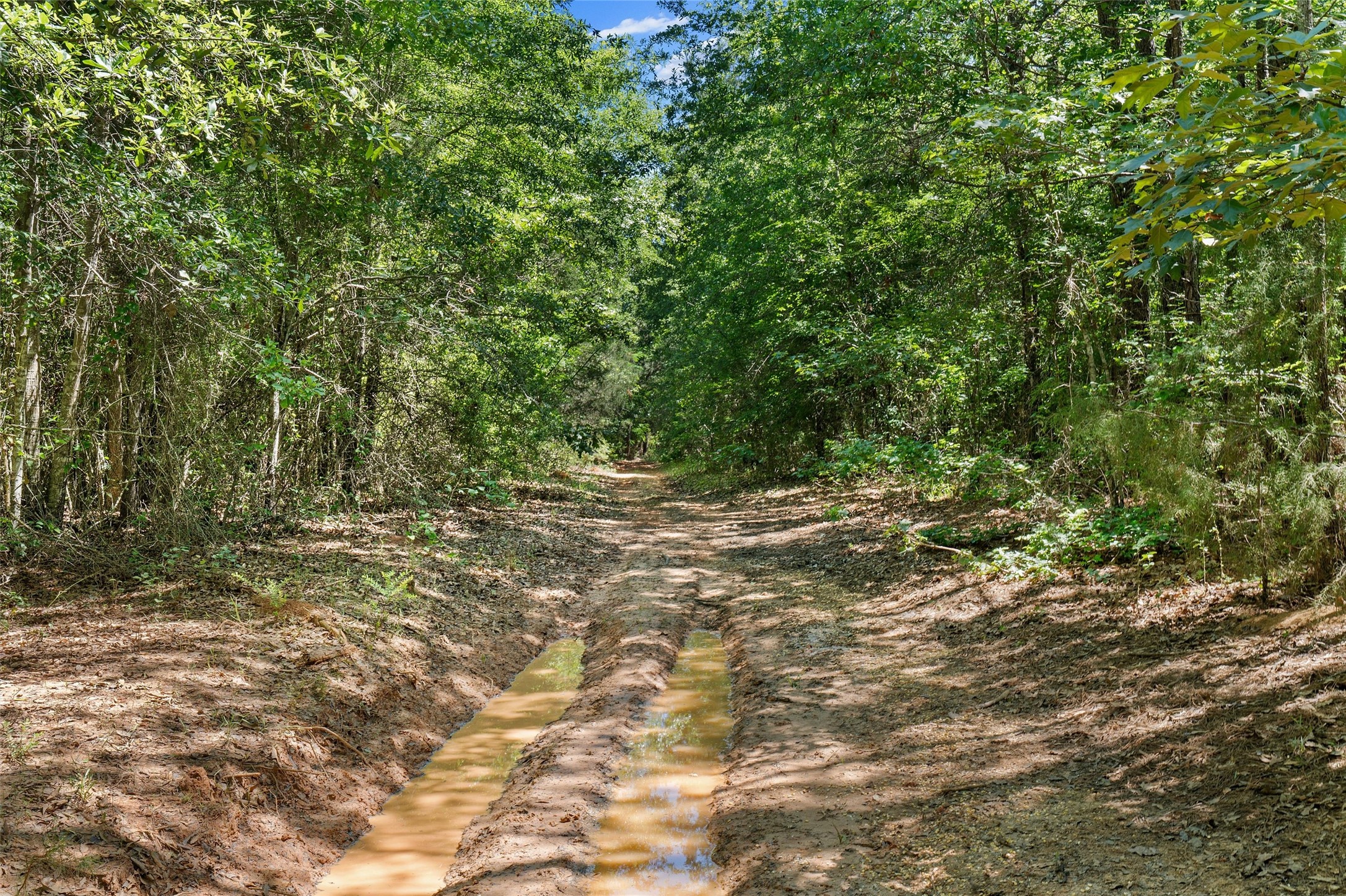 Tbd County Road 3361 De Berry TX 75639