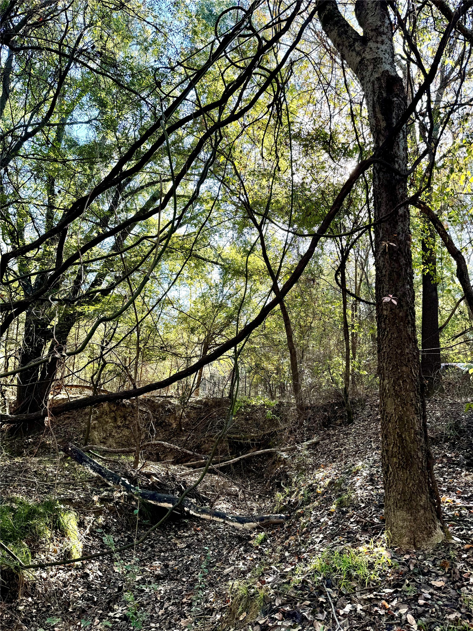 42 Acres County Road 2400 Pickton TX 75471