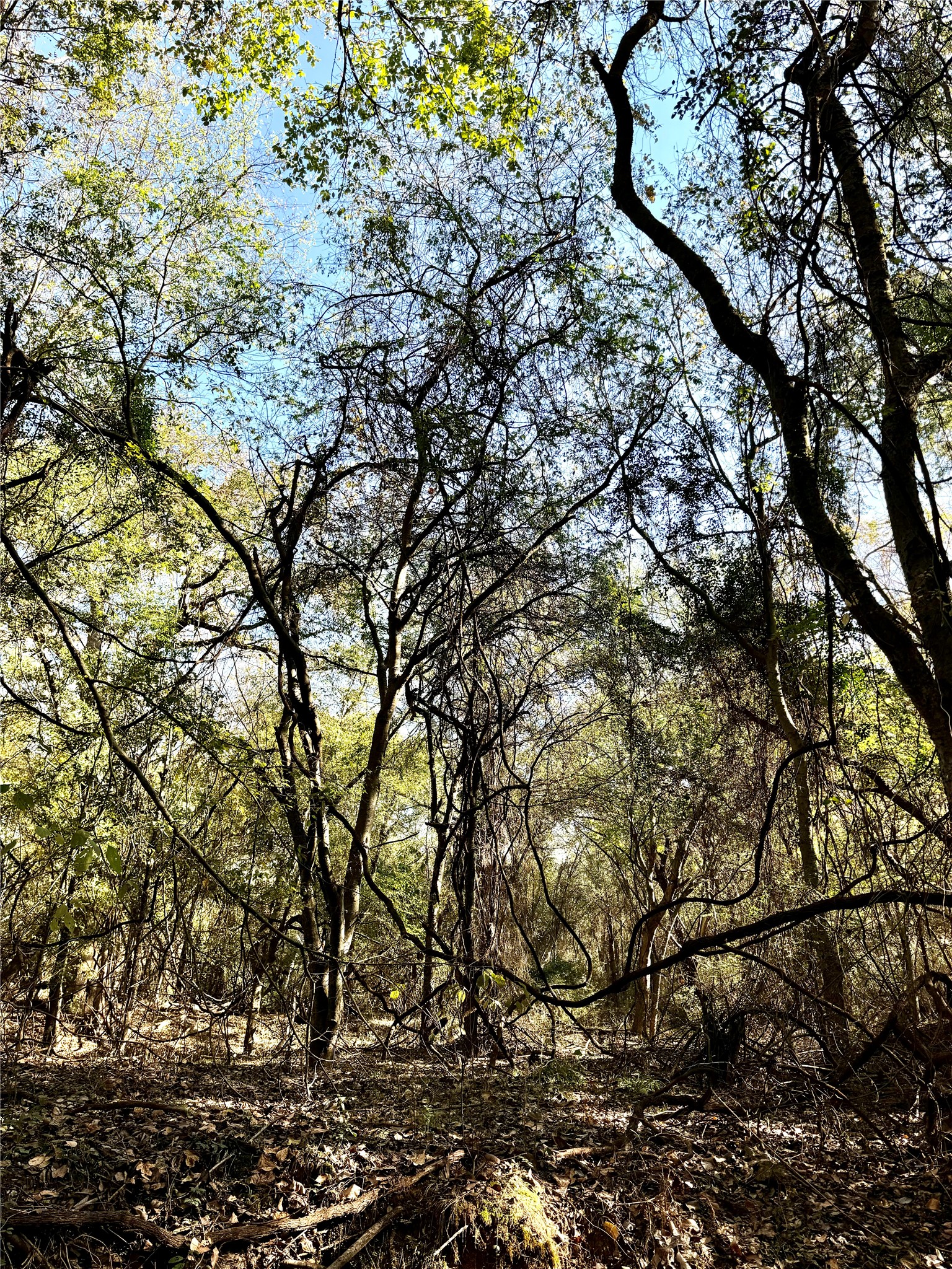 42 Acres County Road 2400 Pickton TX 75471