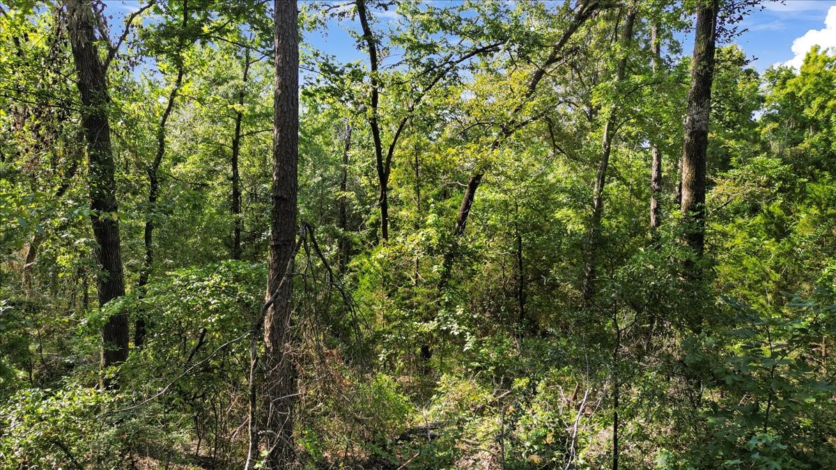 Tbd Pr 4080 Gilmer TX 75644