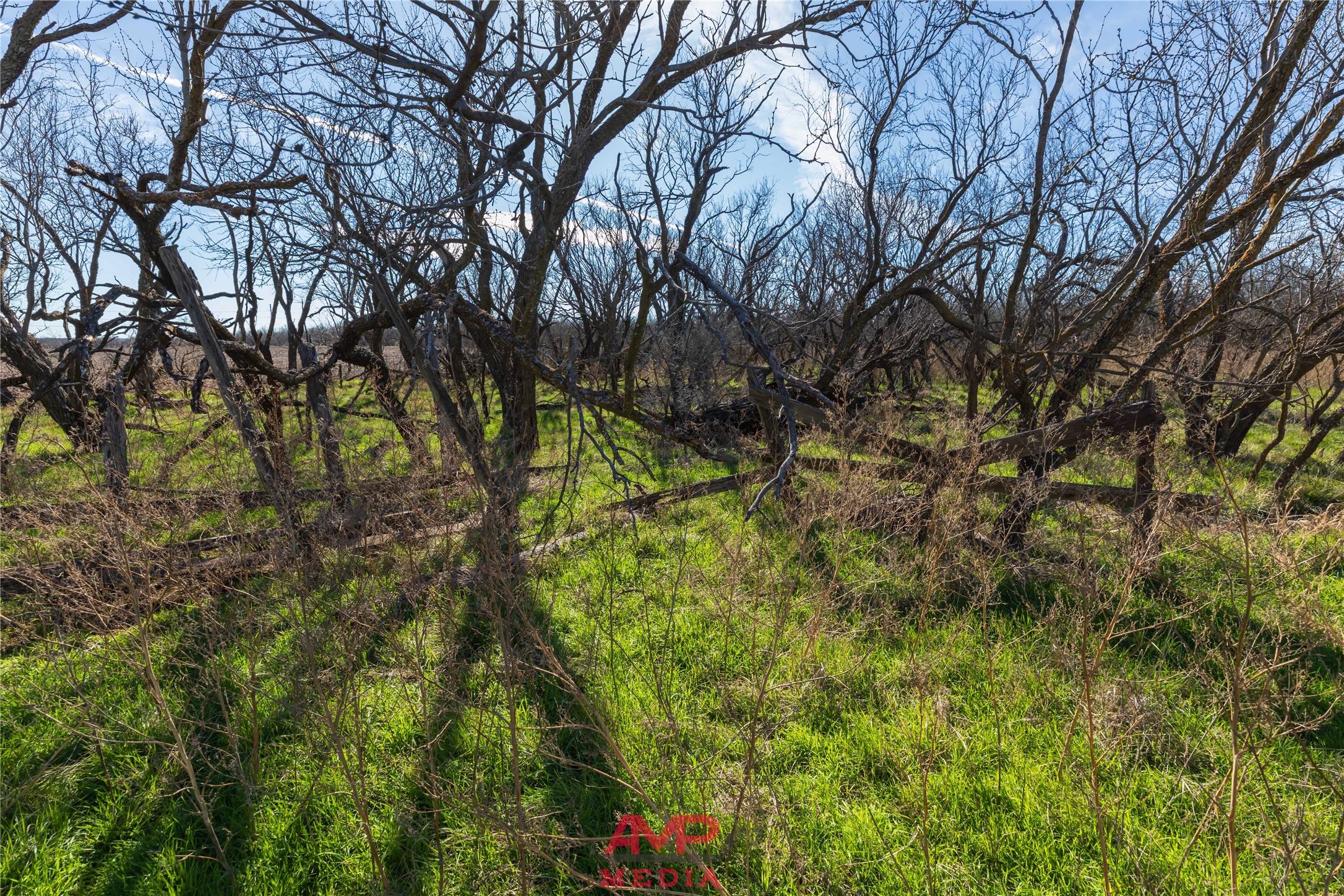 T B D County Road 260 Avoca TX 79503