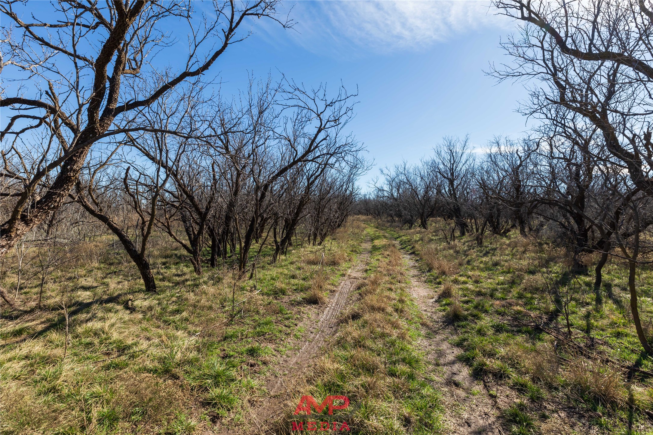 T B D County Road 260 Avoca TX 79503