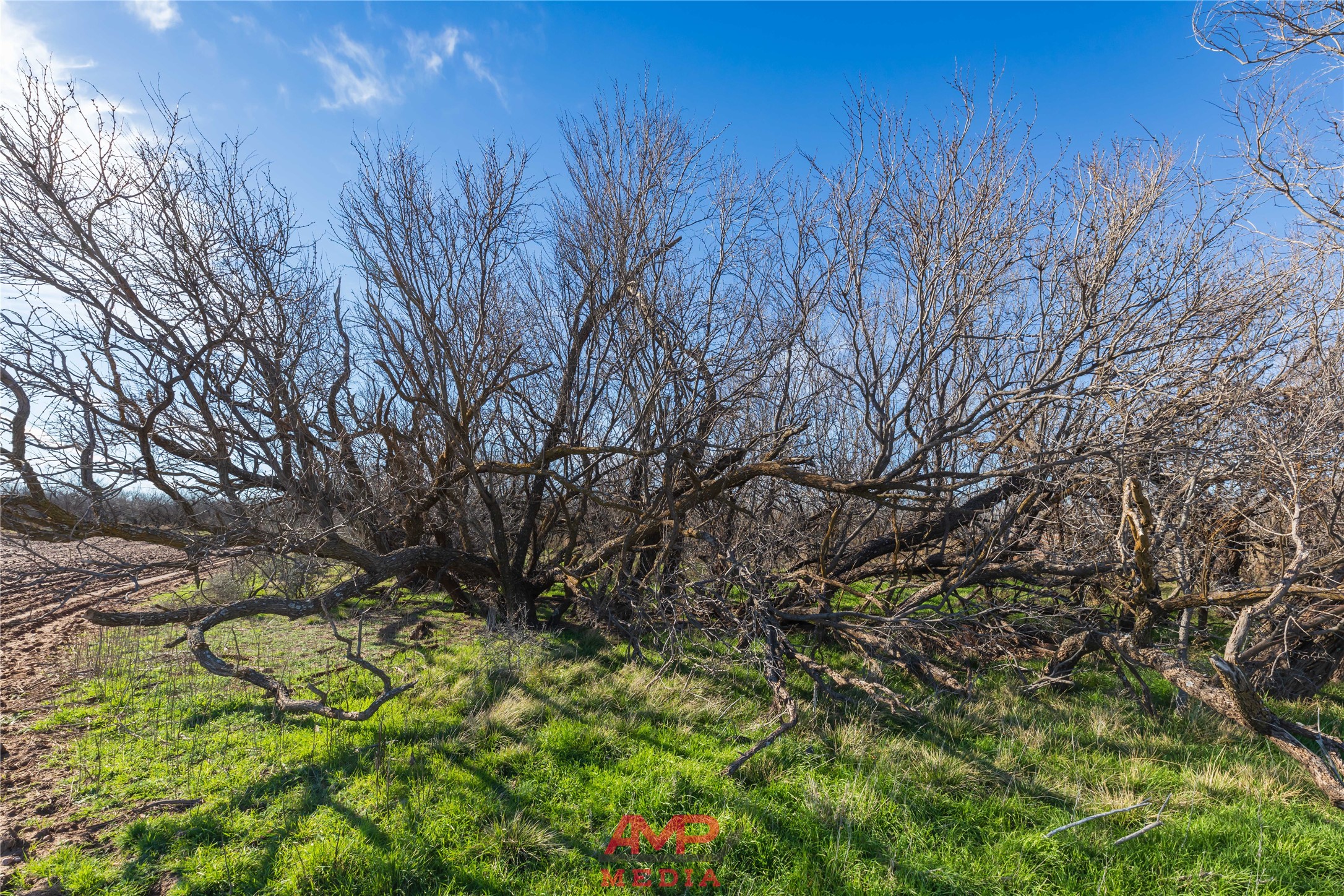 T B D County Road 260 Avoca TX 79503