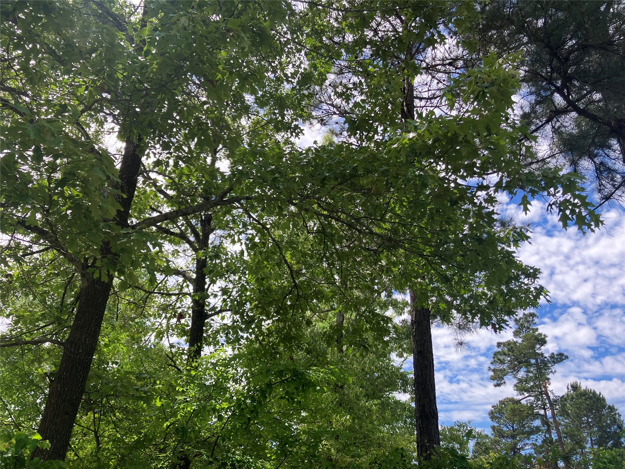 Tbd Ridgeline Loop Winona TX 75792