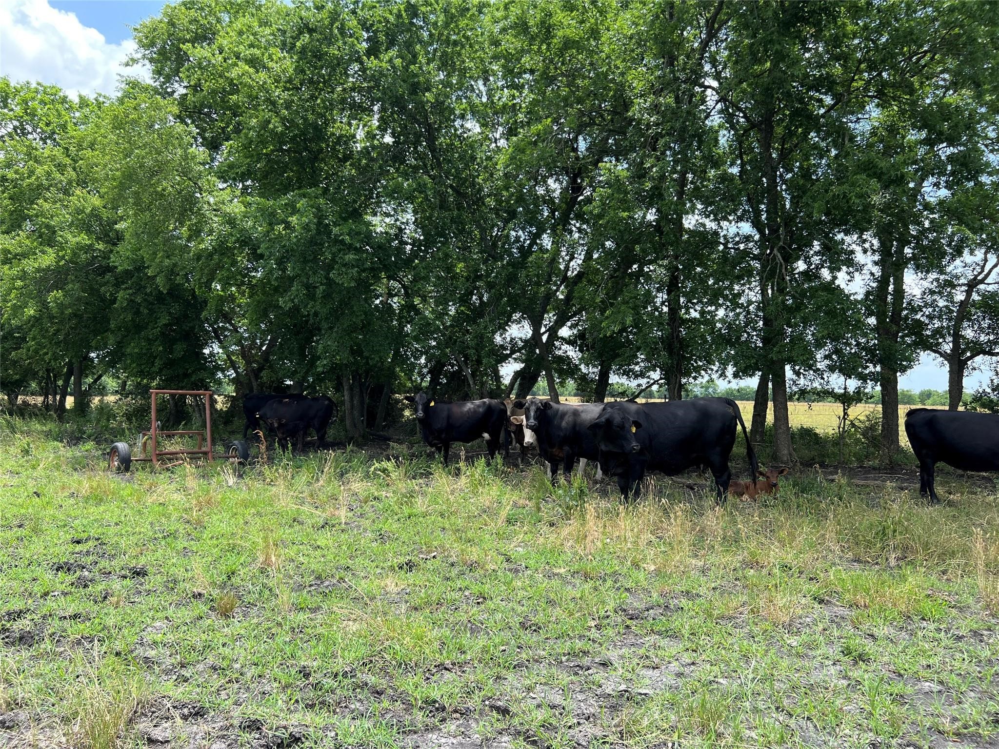 Tbd Cr 3735 Wolfe City TX 75496