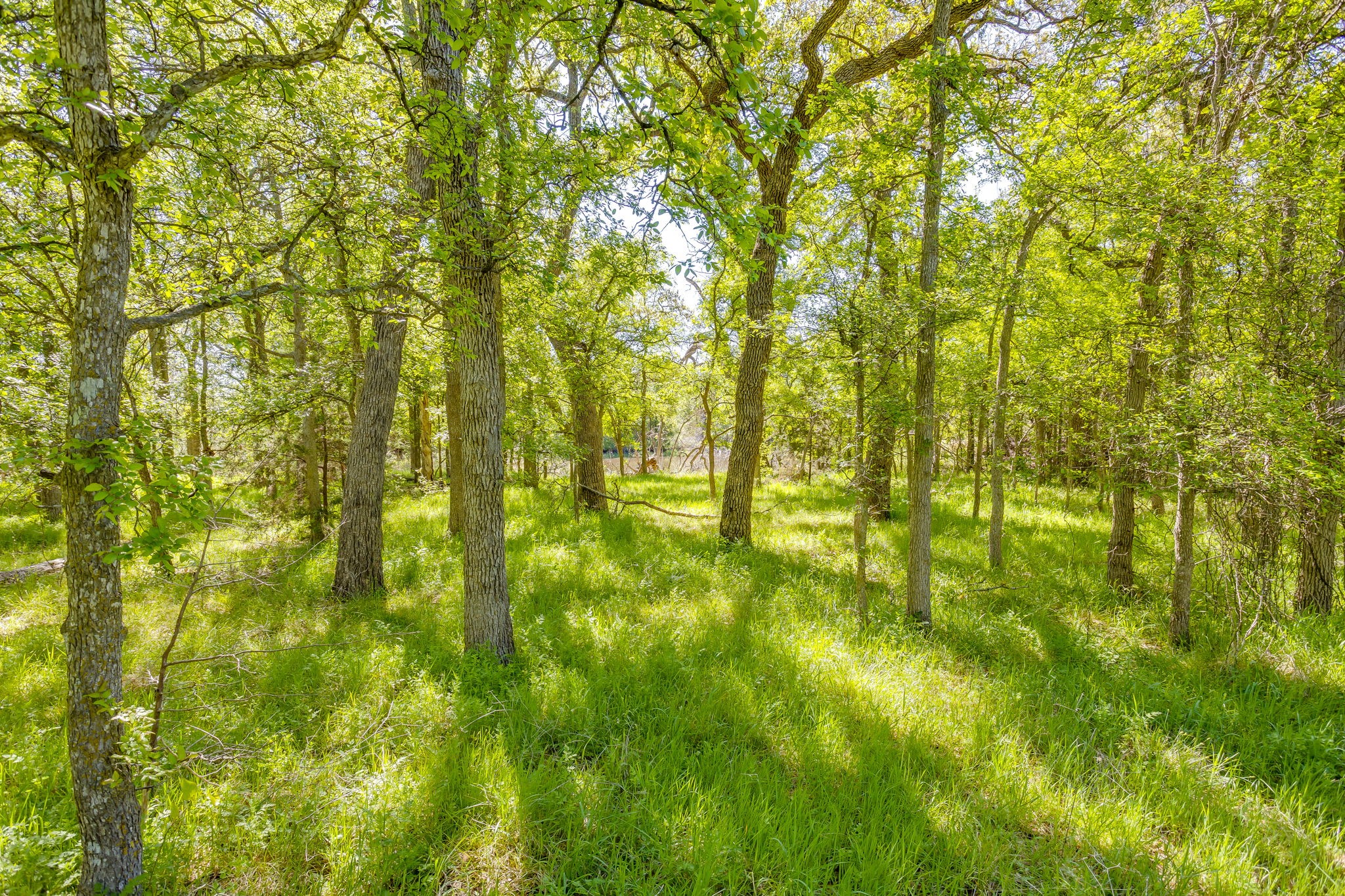 Tbd Teague Road Jacksboro TX 76458
