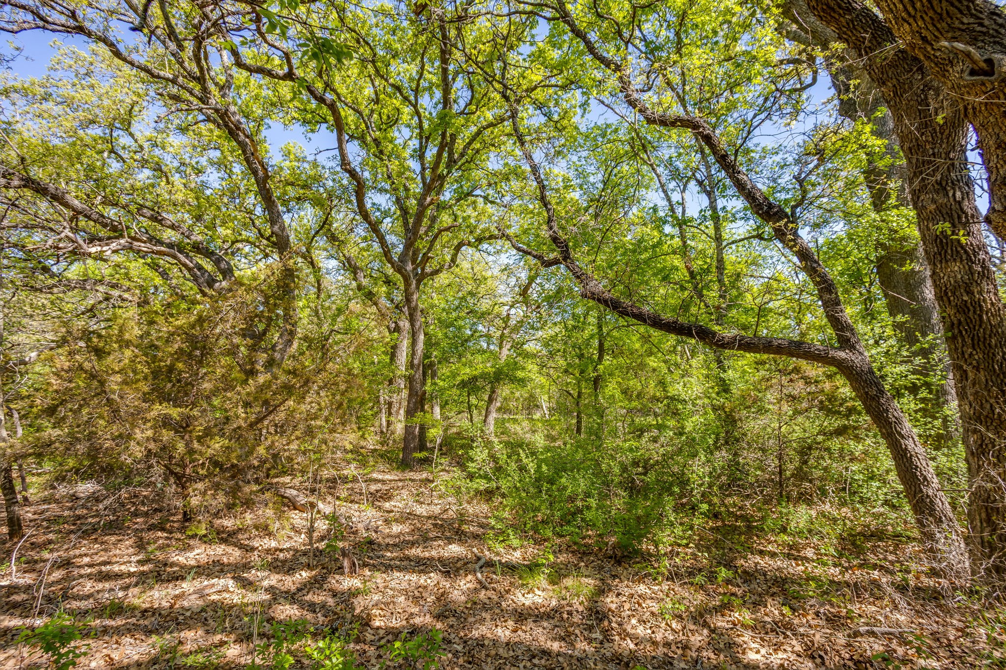 Tbd Teague Road Jacksboro TX 76458