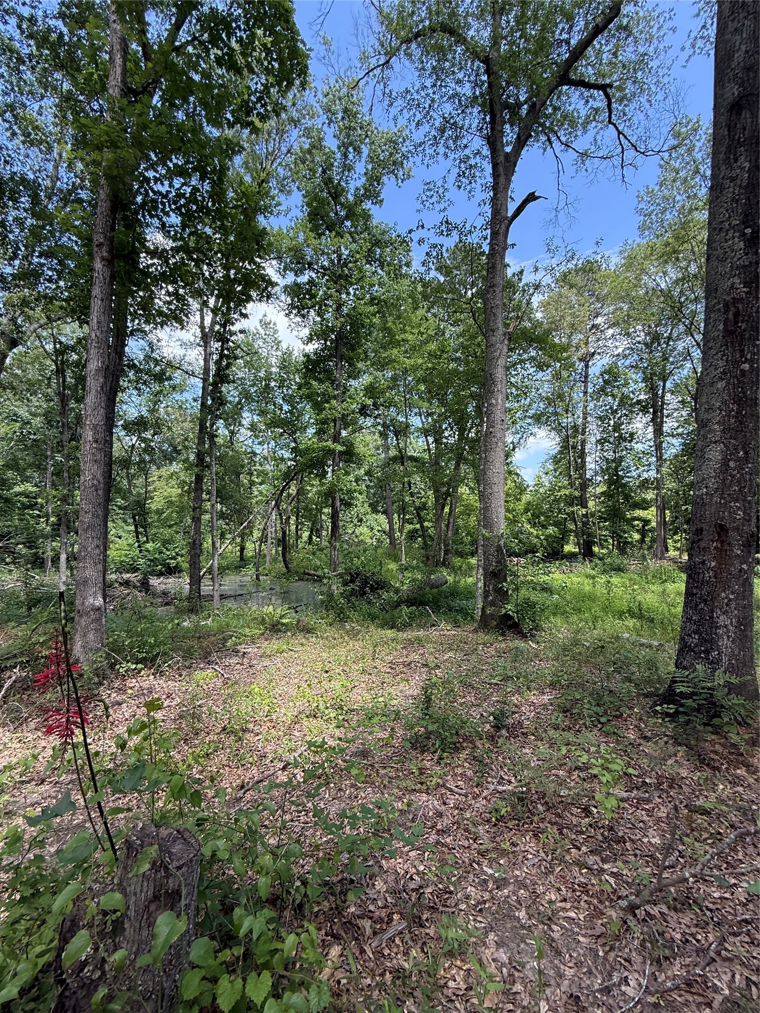 Tbd Pr 1332 Elysian Fields TX 75642