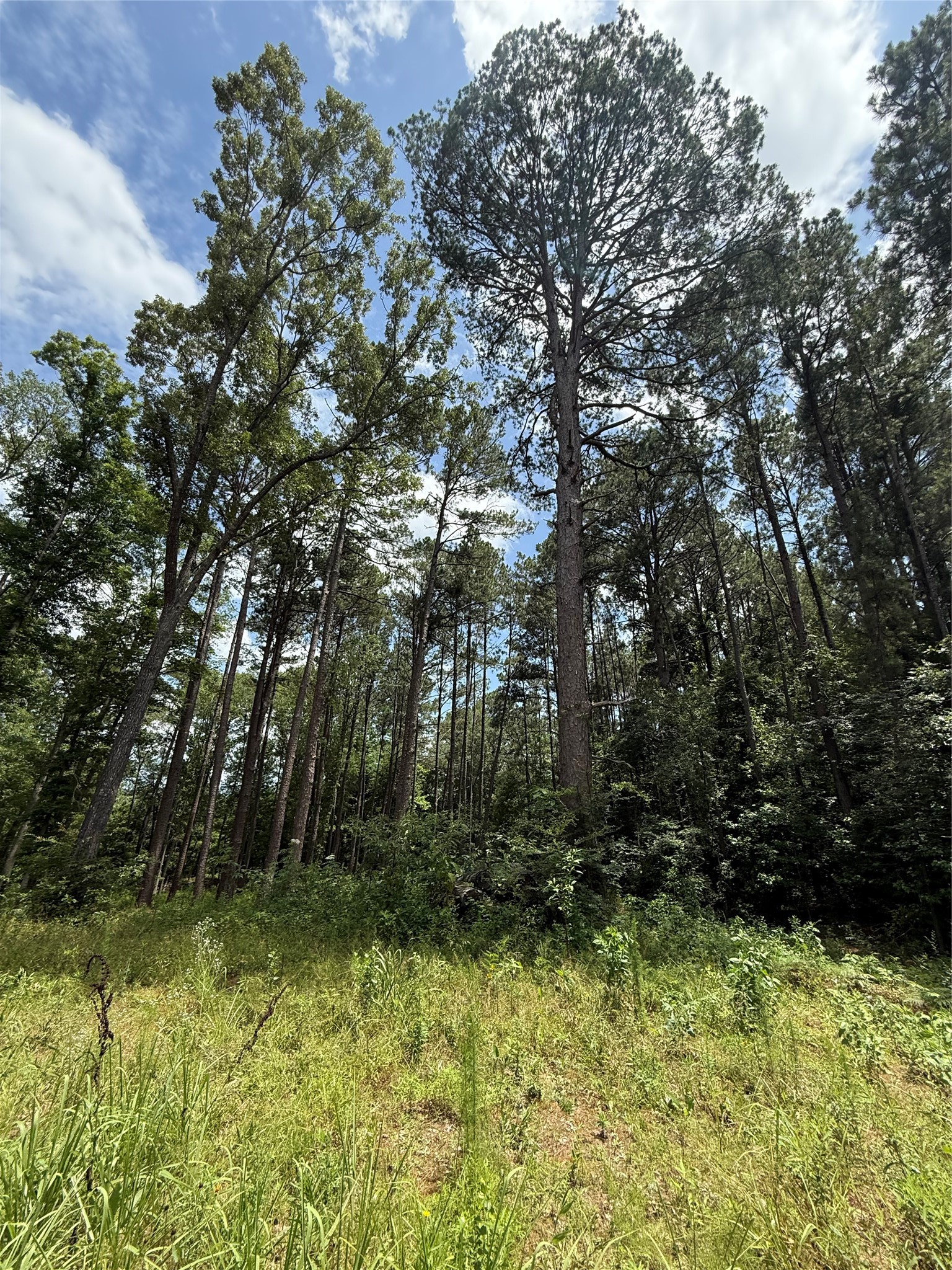 Tbd Pr 1332 Elysian Fields TX 75642