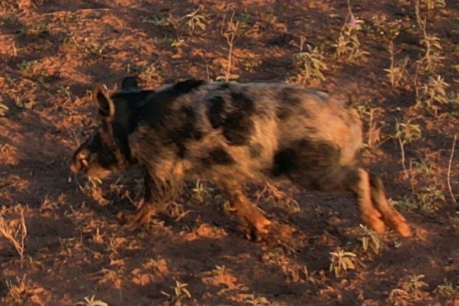 Tbd Tx-222 Knox City TX 79529