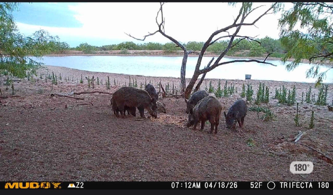 Tbd Tx-222 Knox City TX 79529