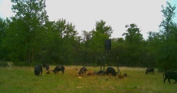 136 Moose Trail Ranger TX 76470