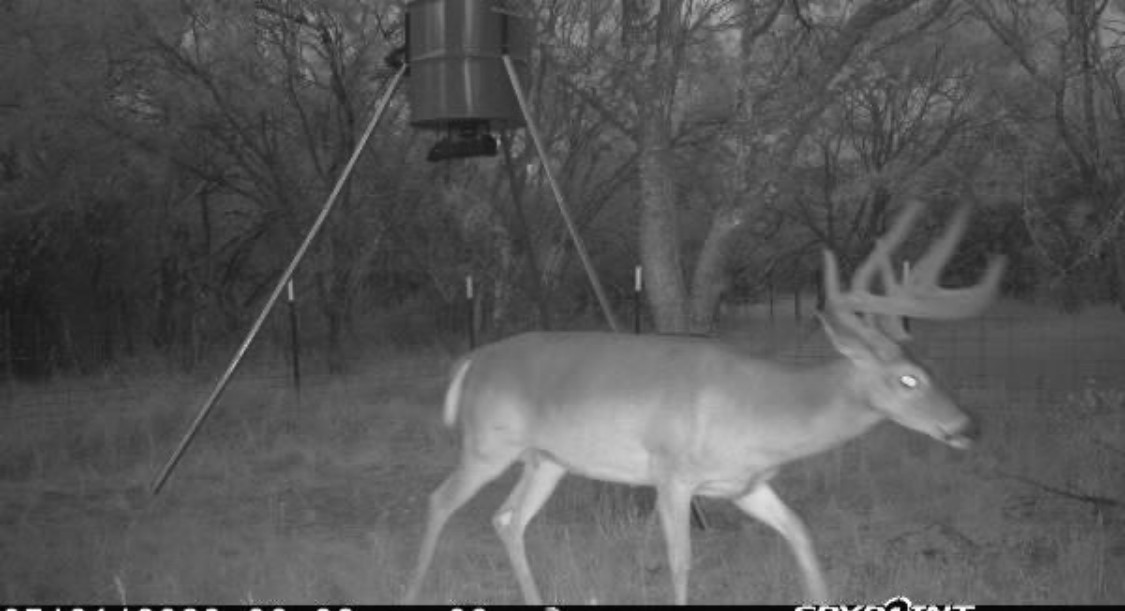 136 Moose Trail Ranger TX 76470