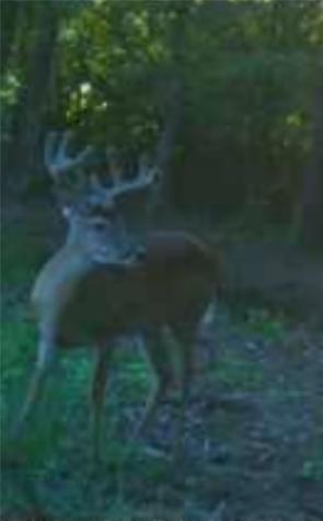 61.32 Acres County Road 3417 Emory TX 75472