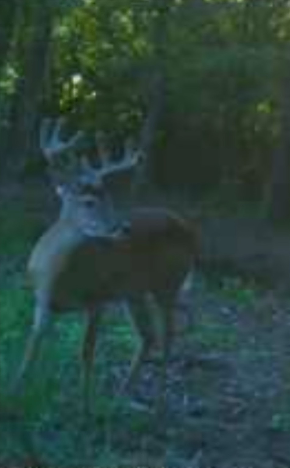 61.32 Acres County Road 3417 Emory TX 75472