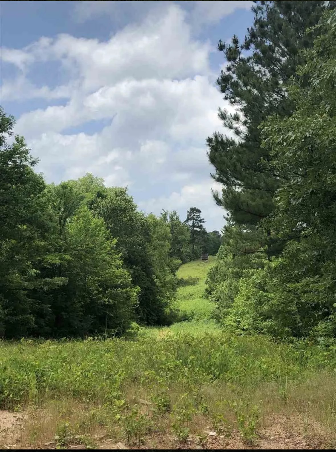 Tbd Aster Road Gilmer TX 75644