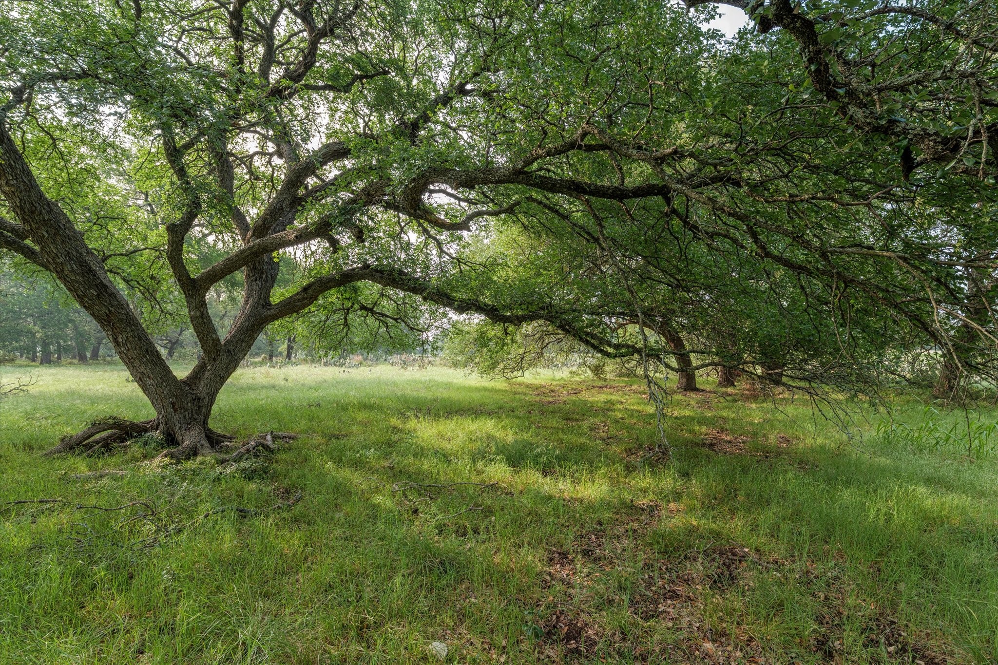 254 Guadalupe Drive Oglesby TX 76561