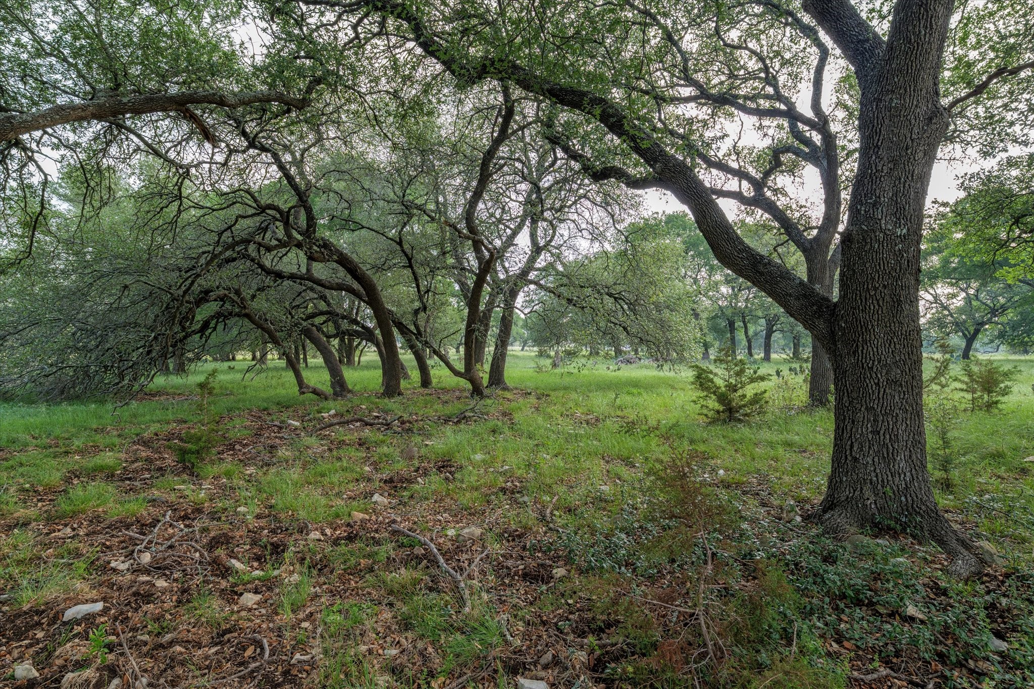 254 Guadalupe Drive Oglesby TX 76561