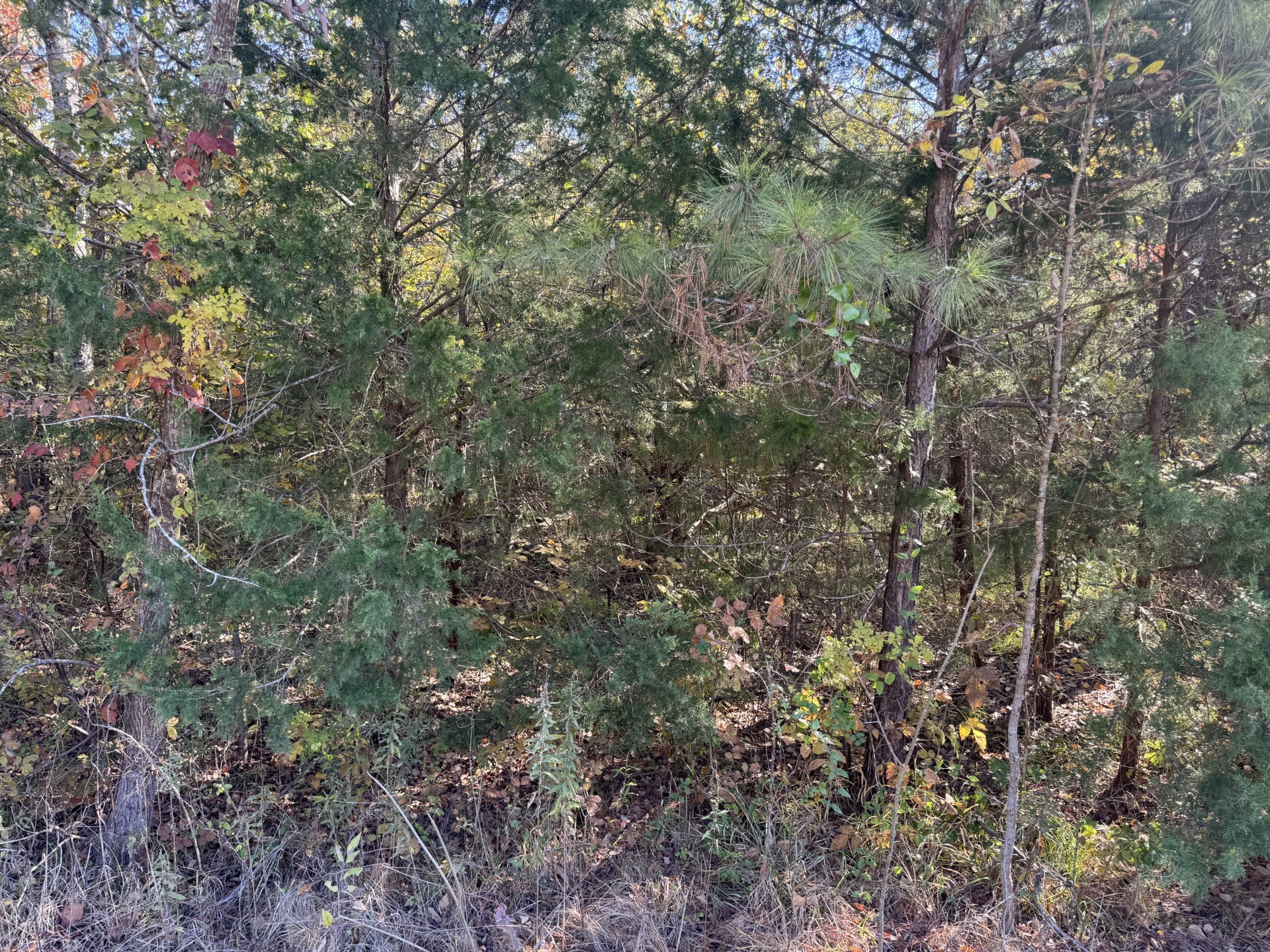 000 Cr 2451 Clarksville TX 75426
