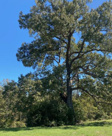 TBD 006 County Road 242 Oakwood TX 75855