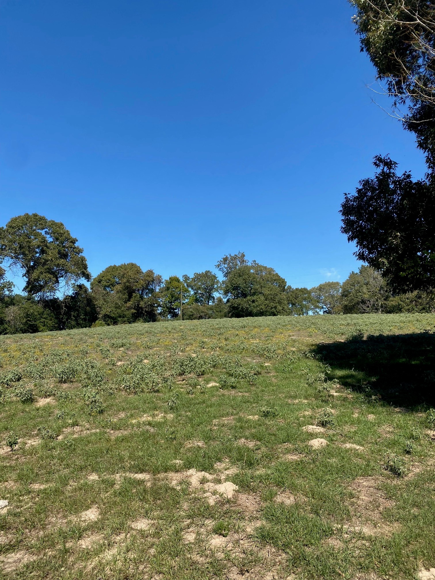 Tbd 006 County Road 242 Oakwood TX 75855