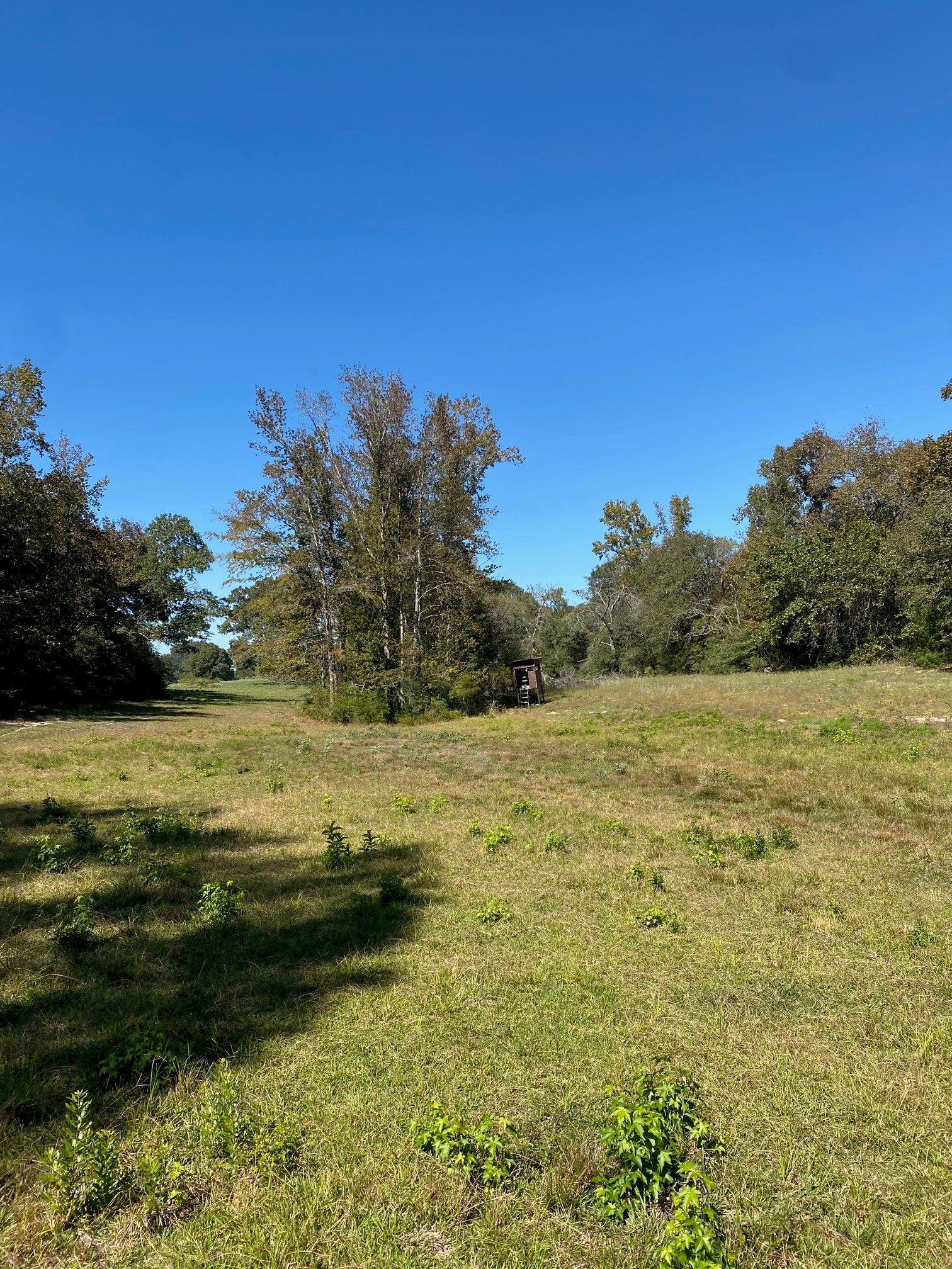 Tbd 006 County Road 242 Oakwood TX 75855
