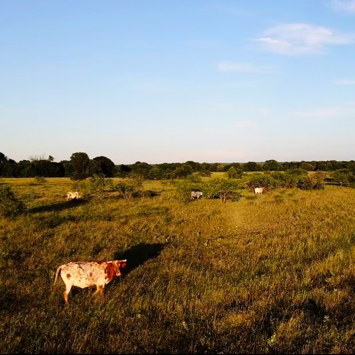 Tbd SW 2250 Road Dawson TX 76639