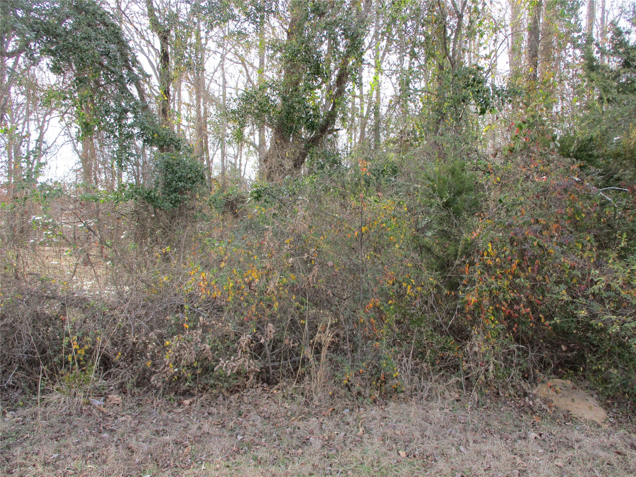 Tbd Wood County Road 2958 Alba TX 75410