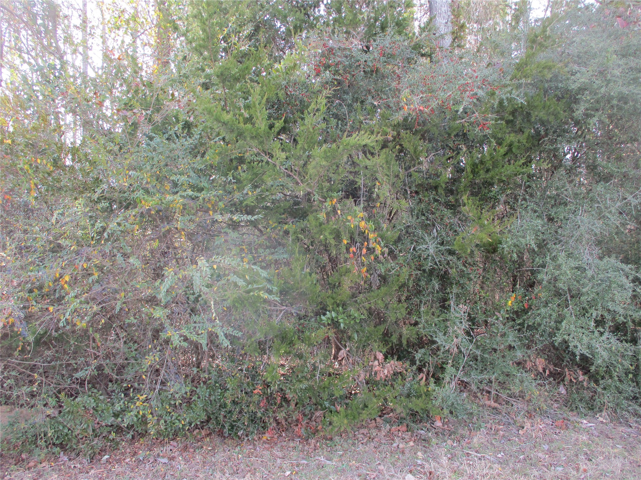 Tbd Wood County Road 2958 Alba TX 75410