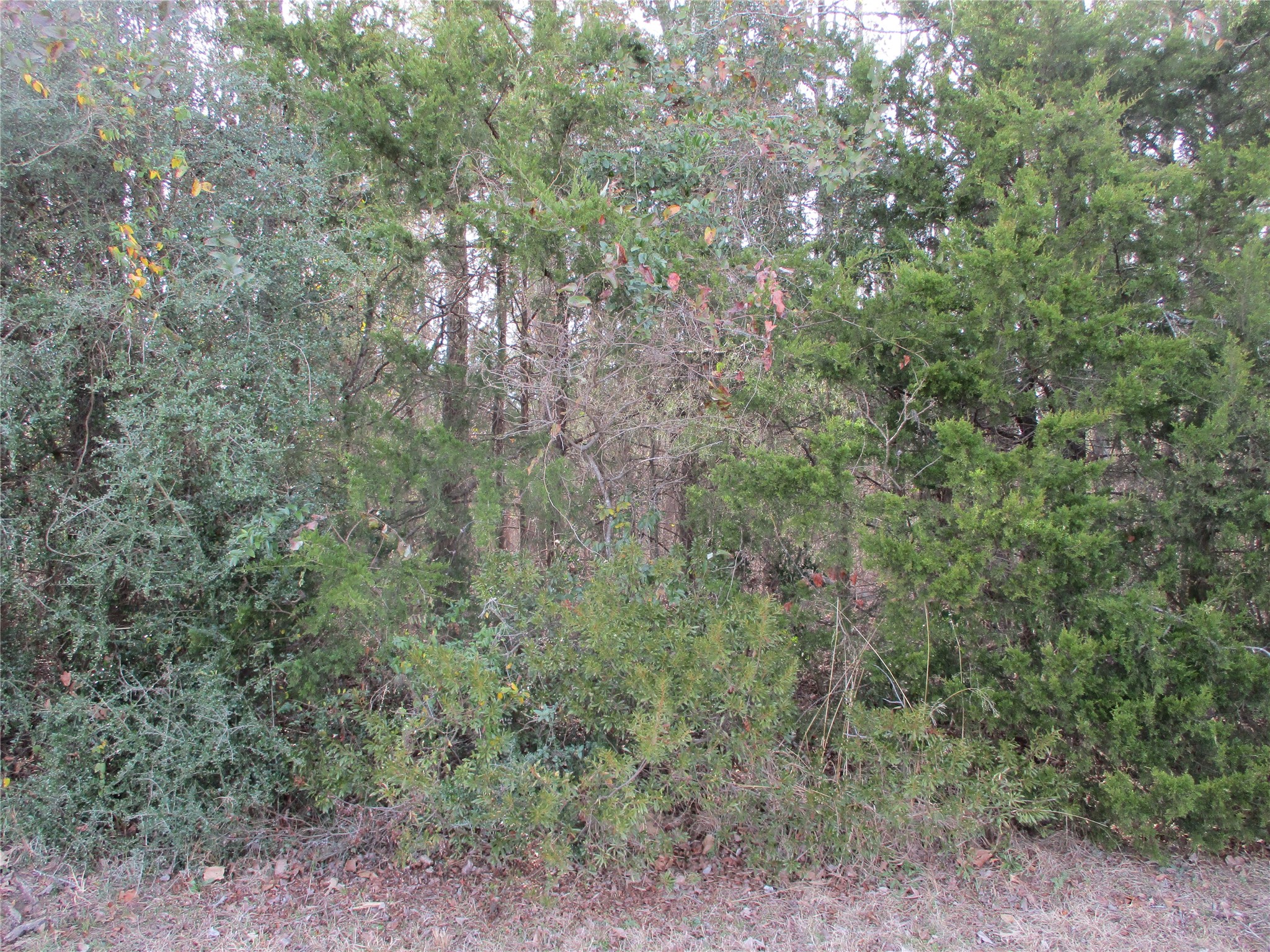 Tbd Wood County Road 2958 Alba TX 75410