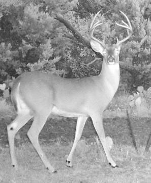 TBD Cr 382 Carlton TX 76436