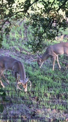Tbd Cr 382 Carlton TX 76436