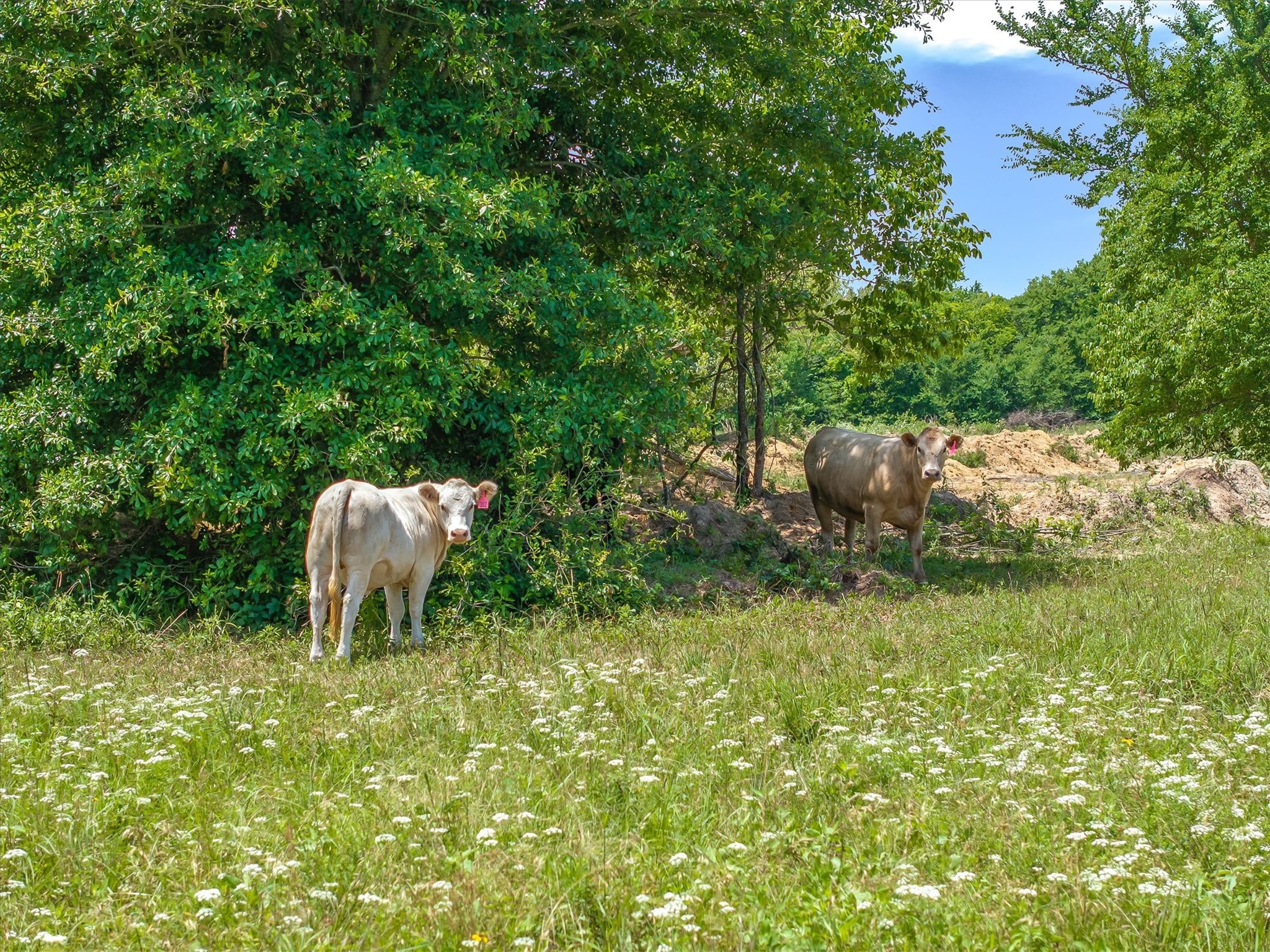 11551 County Road 314 Road Terrell TX 75161