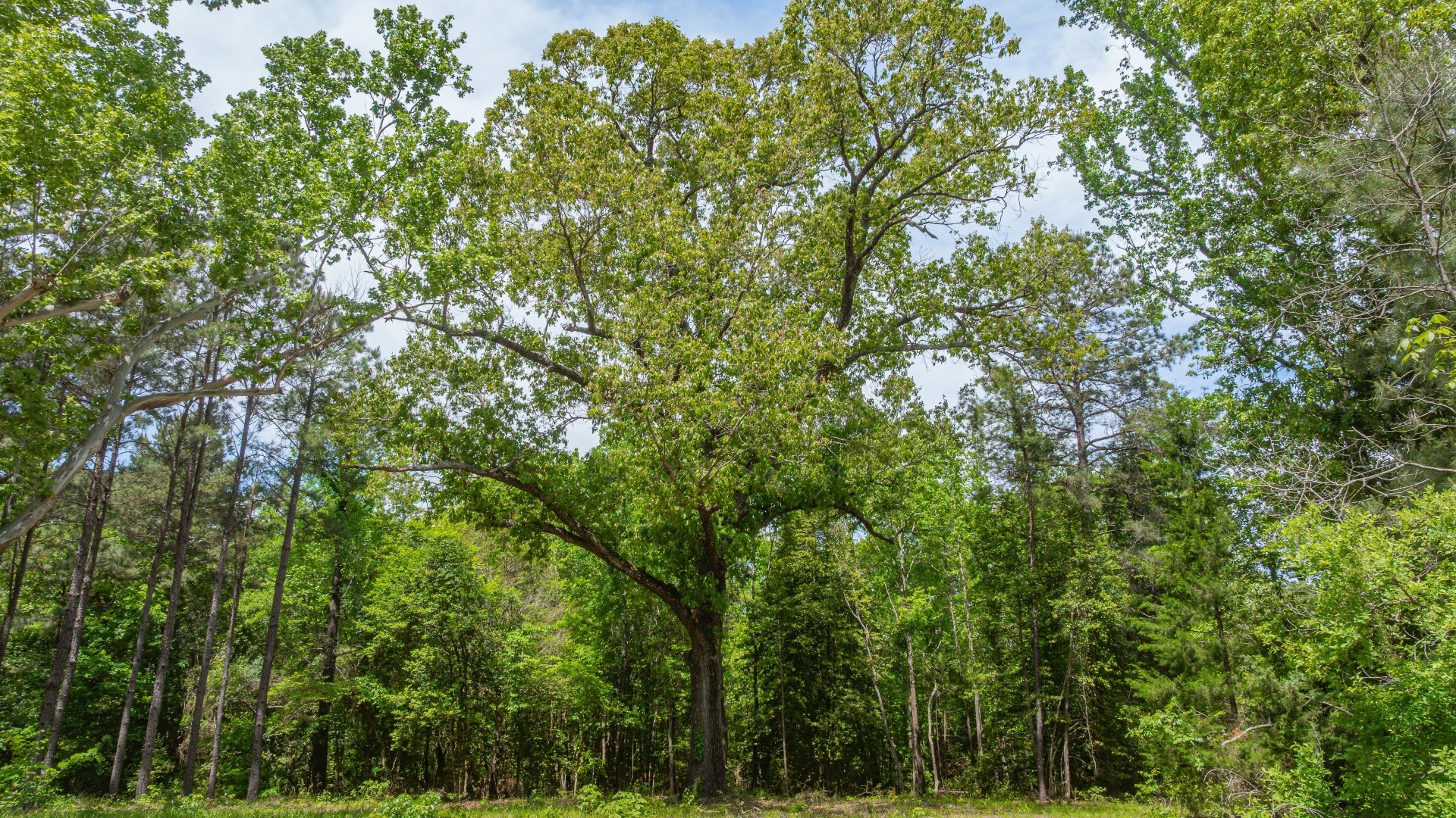 3400 Cr 1240 Linden TX 75563