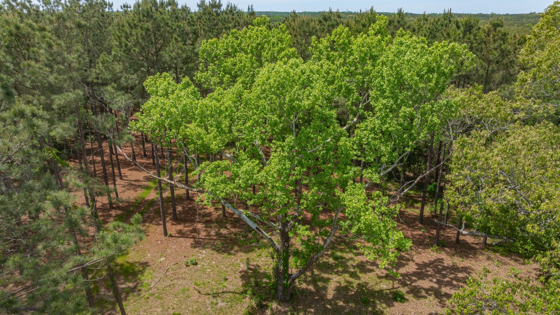 3400 Cr 1240 Linden TX 75563