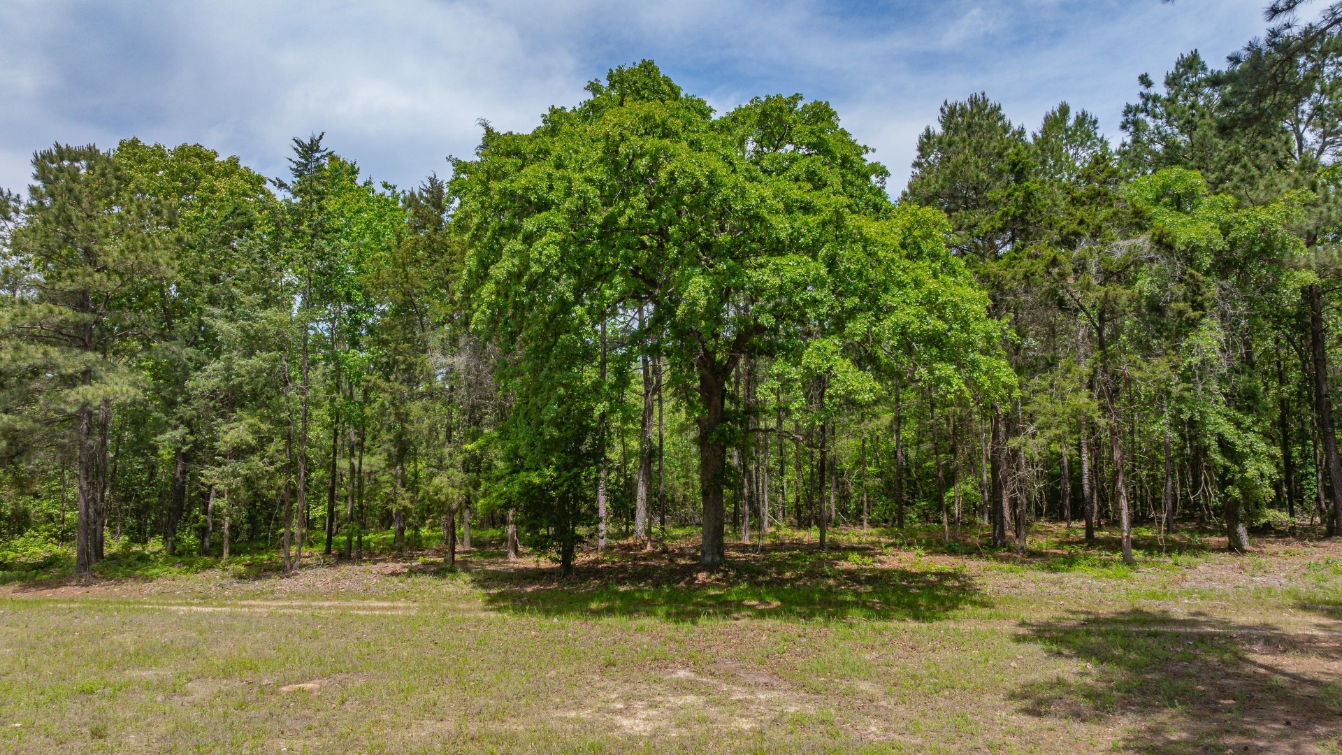 3400 Cr 1240 Linden TX 75563