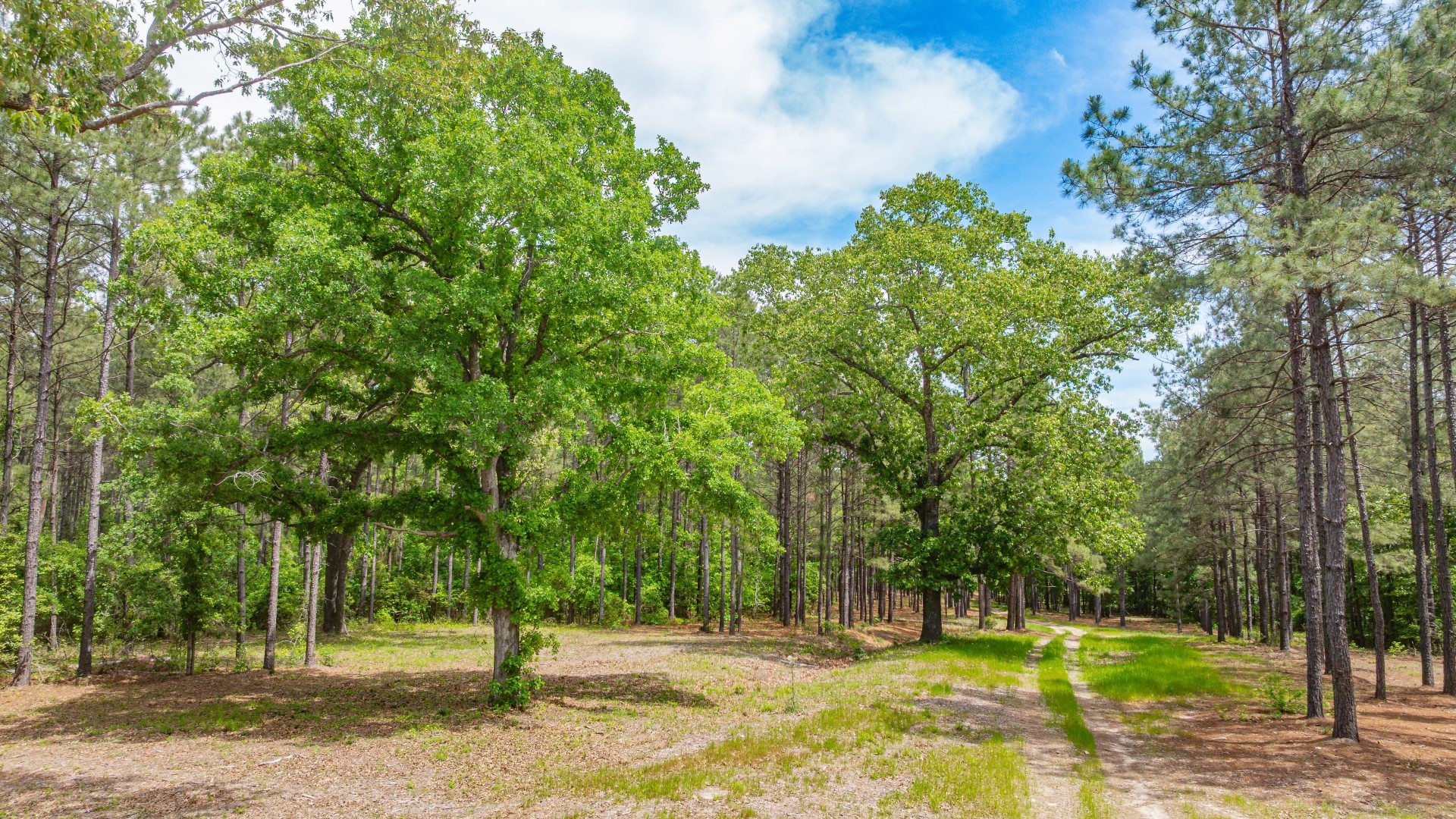3400 Cr 1240 Linden TX 75563