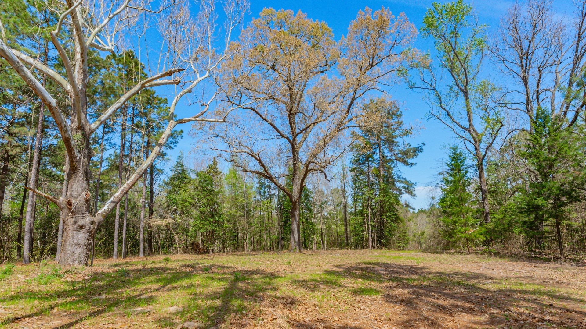 3400 Cr 1240 Linden TX 75563