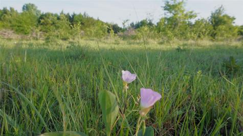 Tbd Lot 3 Adams Road Sherman TX 75090