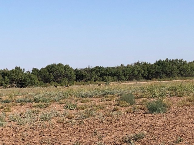 200 Fm 1085 Roby TX 79543