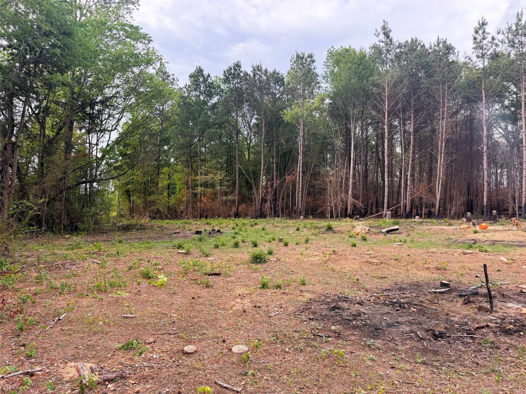 215 Cr 4205 Naples TX 75568