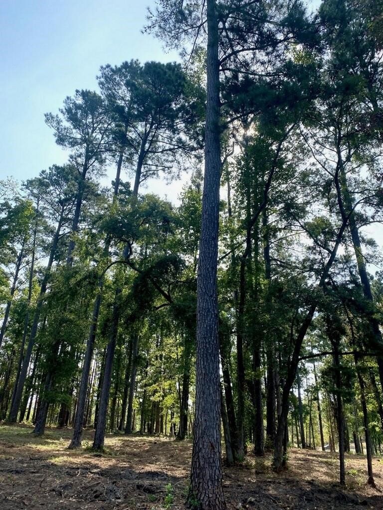 Lot 40 Big Rock Lake Road Hallsville TX 75650