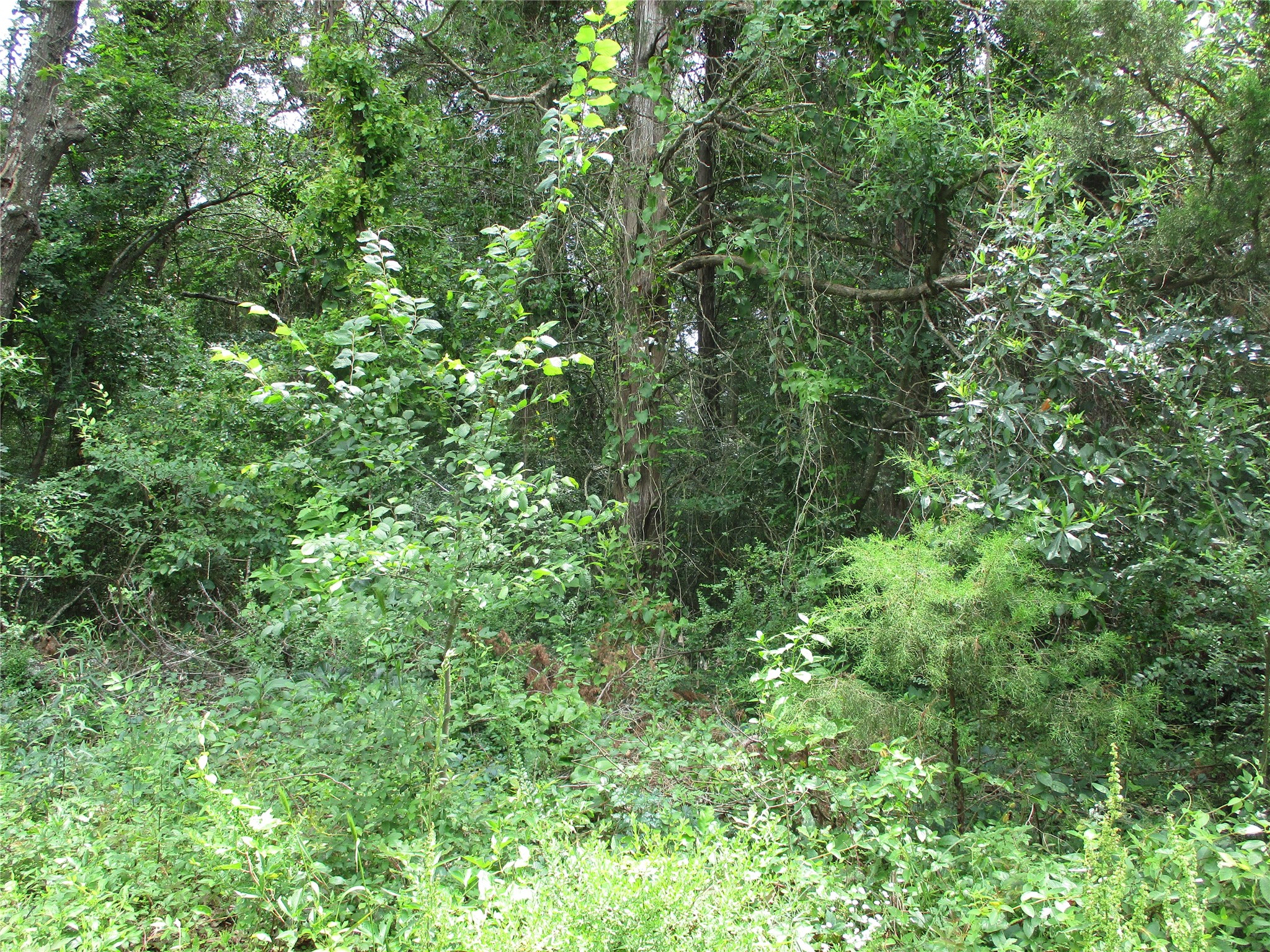 Tbd Robinson Street Emory TX 75440