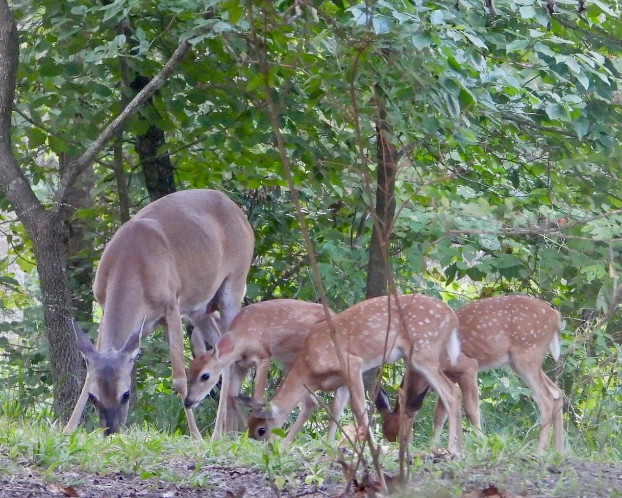 Tbd Broad Meadow Murchison TX 75778