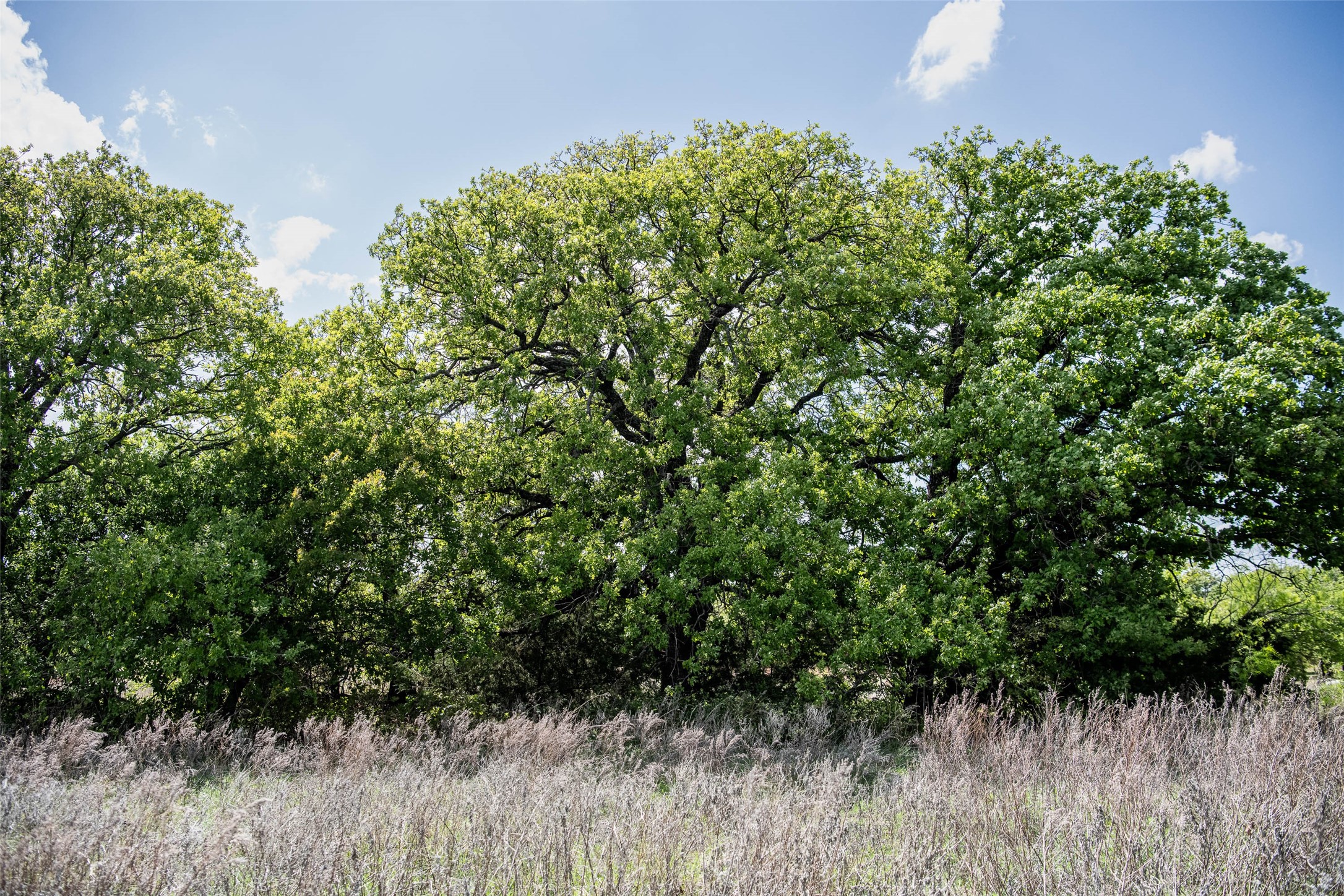 Lot 8 Red Oak Hills Road Nocona TX 76255