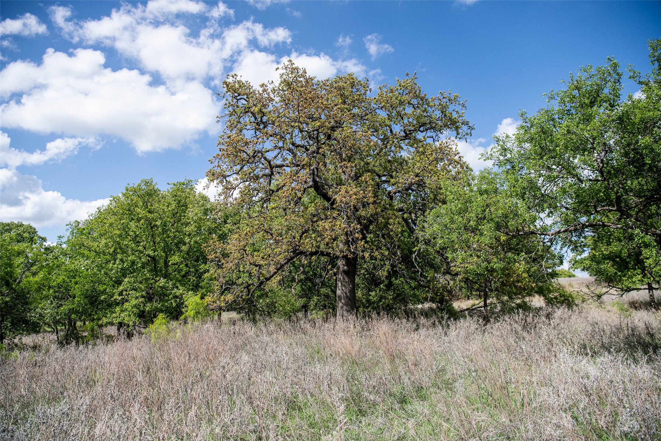 Lot 8 Red Oak Hills Road Nocona TX 76255