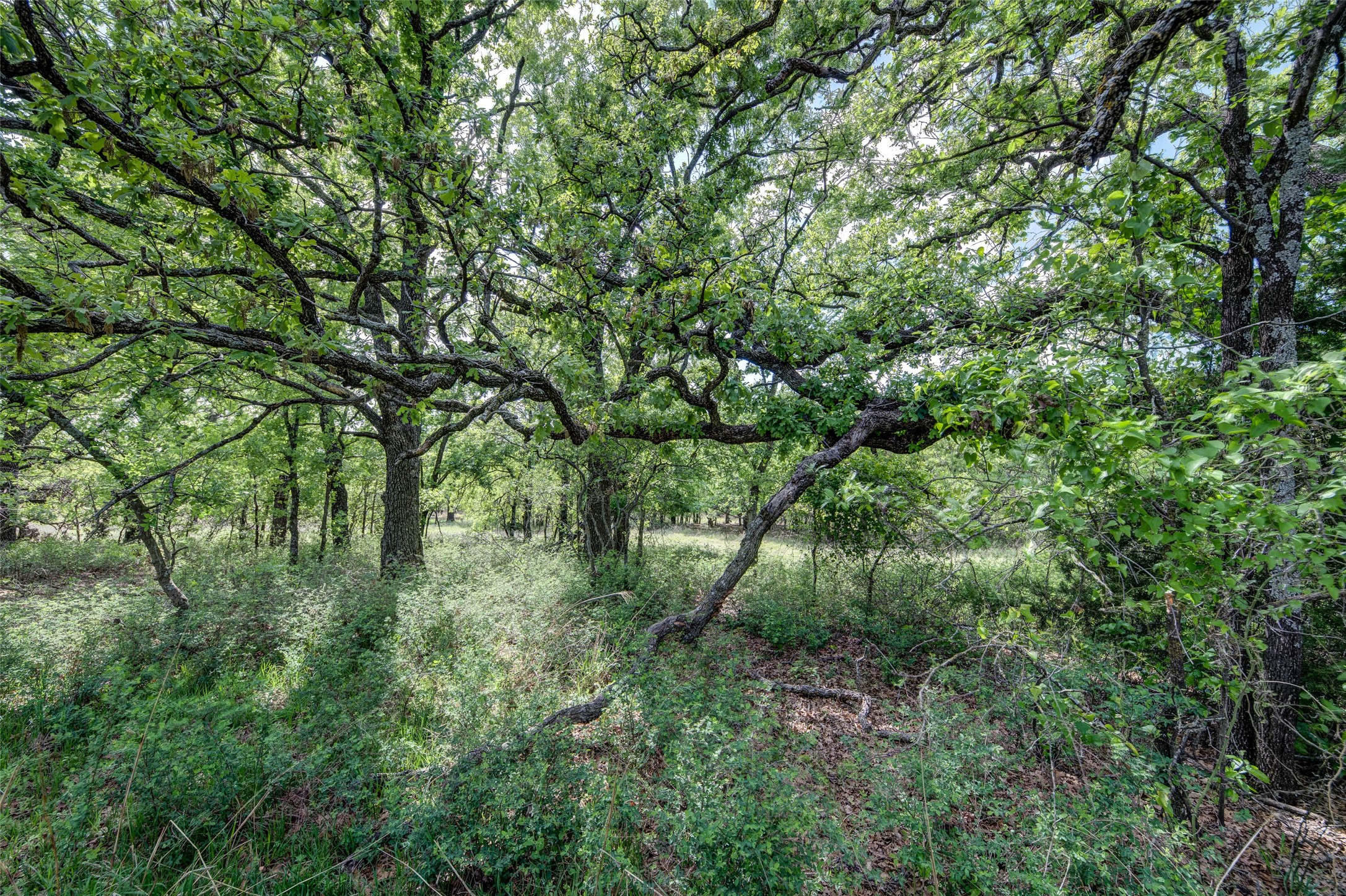 Lot 8 Red Oak Hills Road Nocona TX 76255