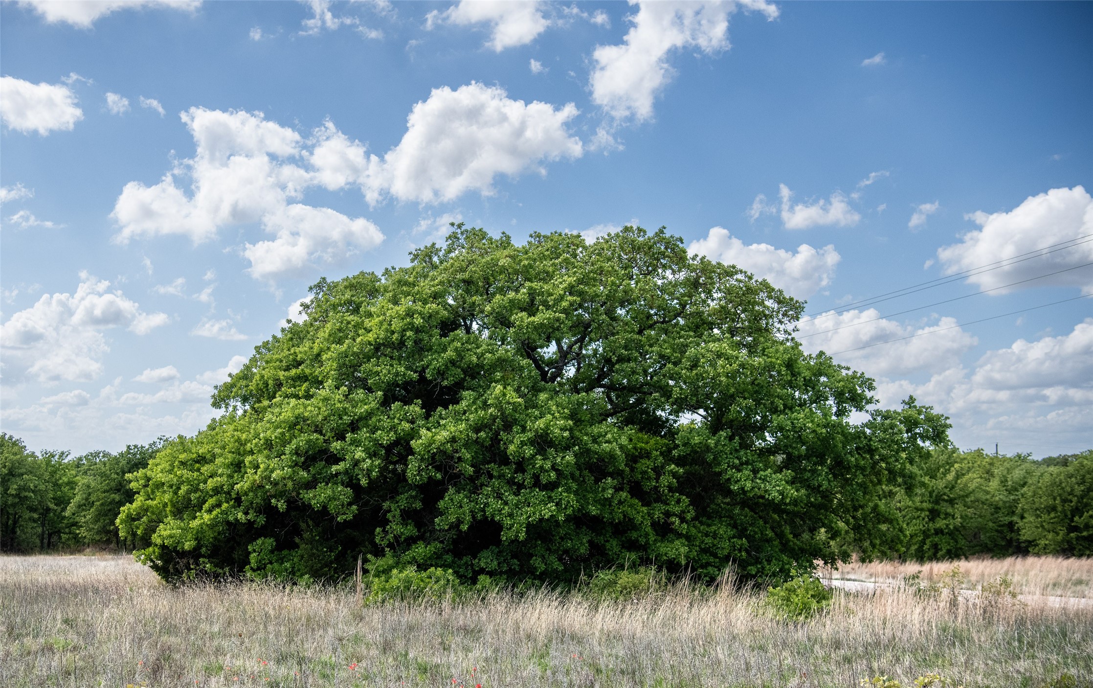 Lot 8 Red Oak Hills Road Nocona TX 76255