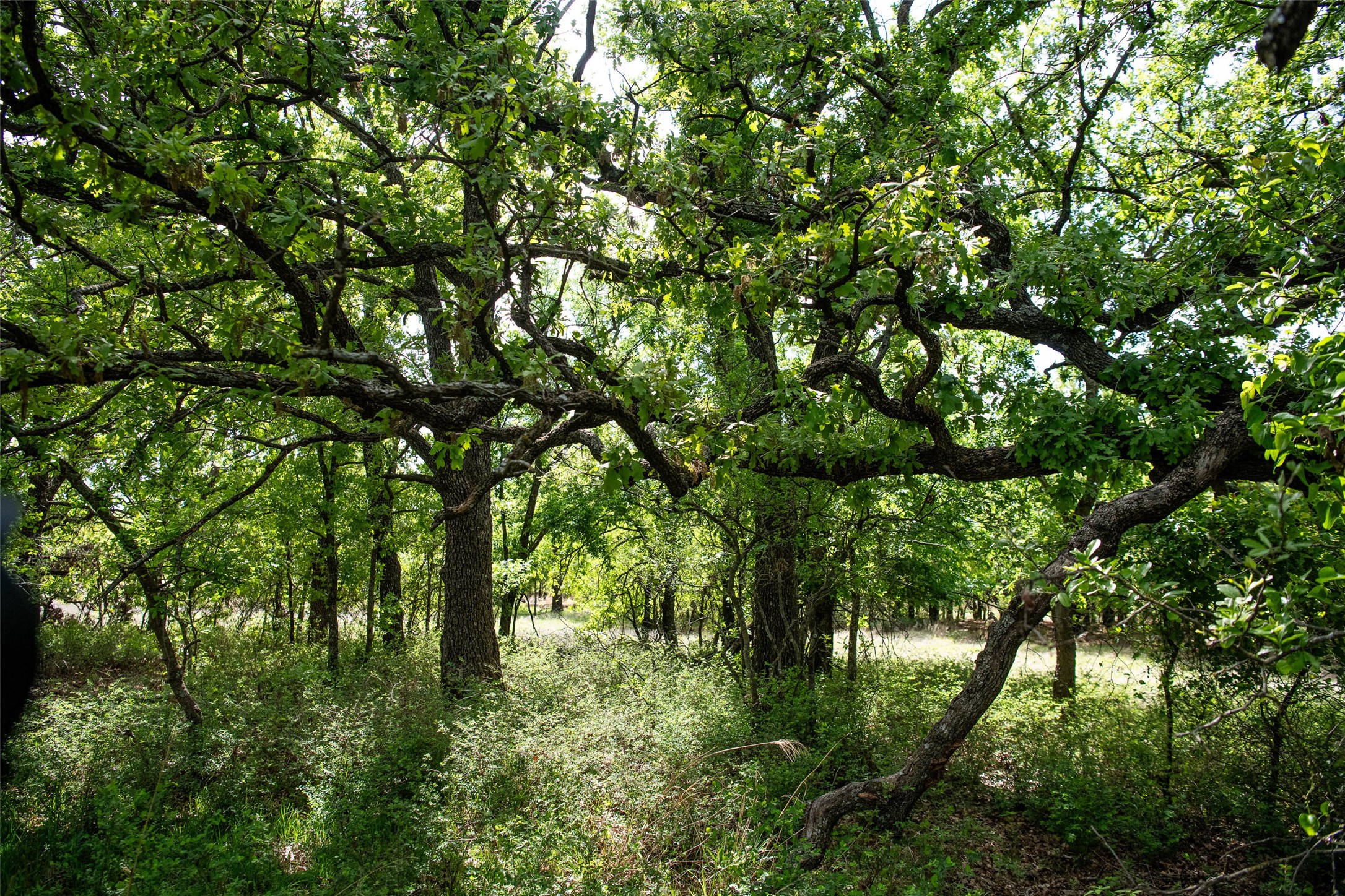 Lot 8 Red Oak Hills Road Nocona TX 76255